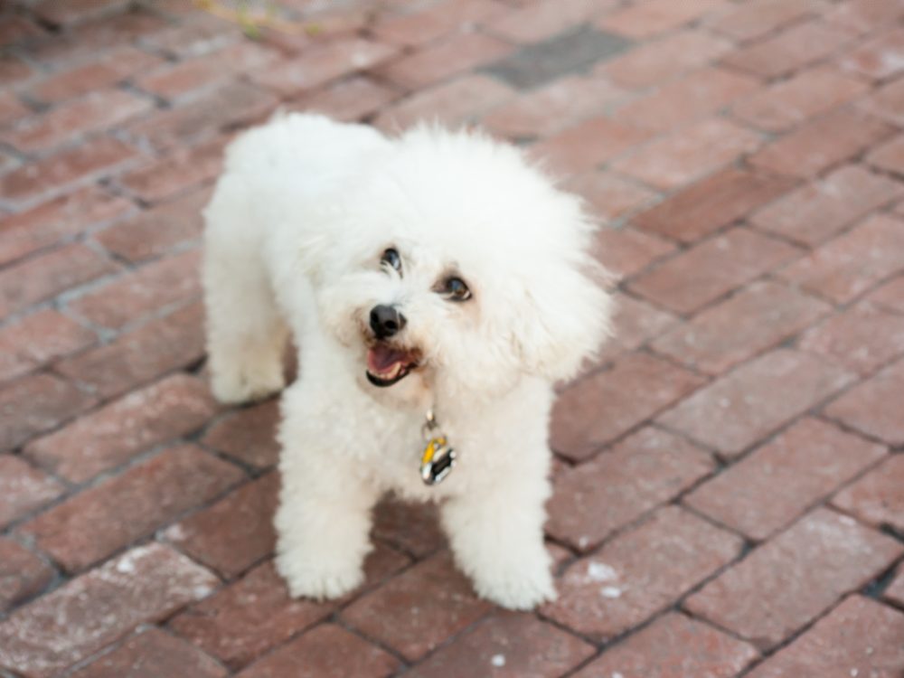 "Meet your daily dose of happiness with this adorable Bichon Frise puppy, radiating joy from every fluffy, white fiber of its being. Standing proudly on a brick-covered ground, the puppy sports a collar as if it's the latest fashion. What steals the show, however, is its unmistakable smile—a sign of canine contentment that's impossible to resist. It's not just a pet; it's a bundle of joy wrapped in fur."
